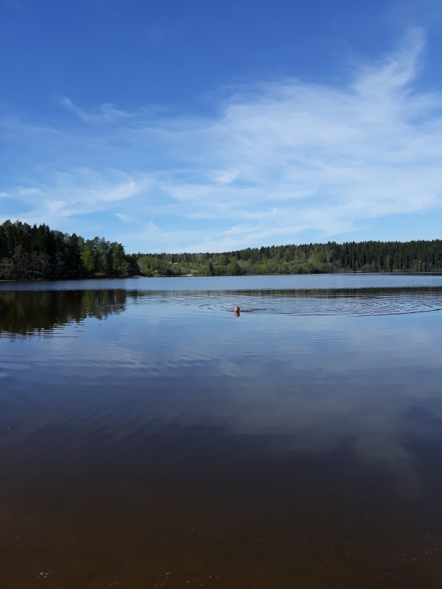 Pitkäjärvi ja vesipeto